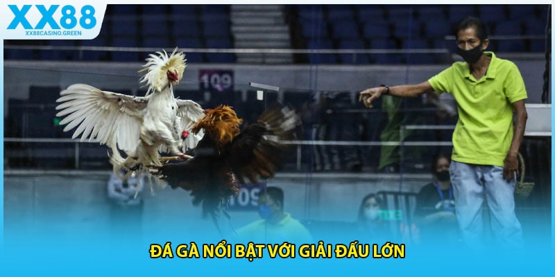 Đá gà nổi bật với giải đấu lớn