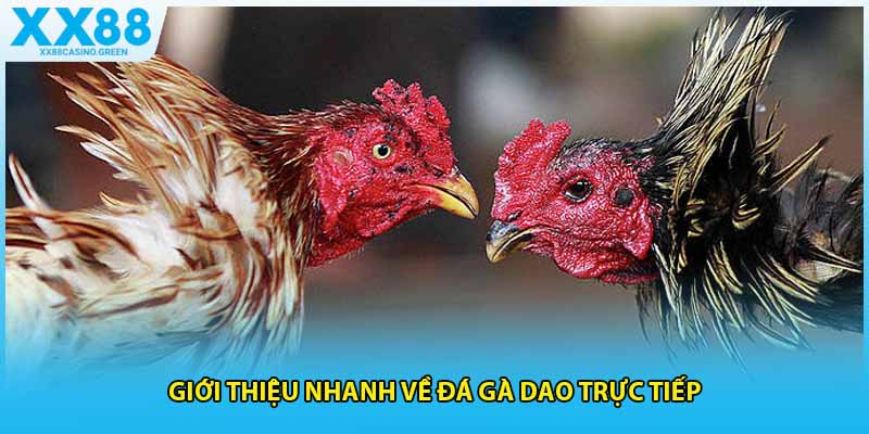 Giới thiệu nhanh về đá gà dao trực tiếp